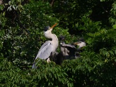 サギのコロニ-の様子