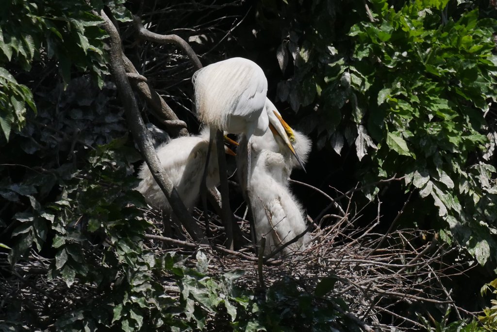 サギのコロニ-の様子
