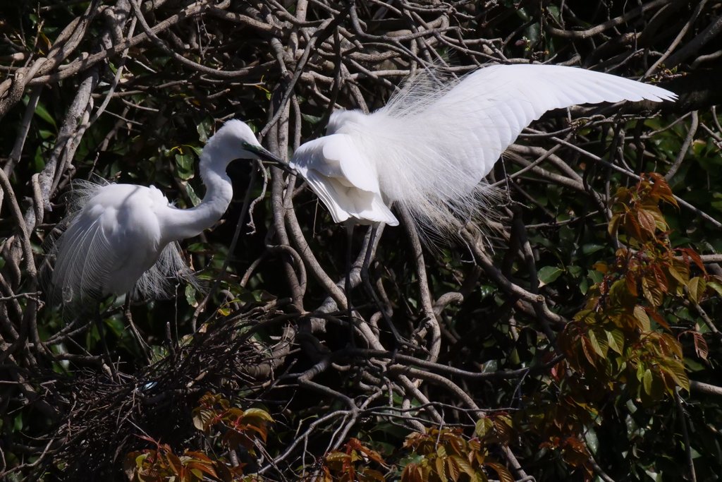 サギのコロニ-の様子