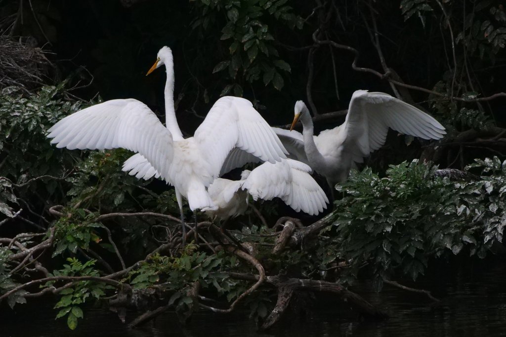 サギのコロニ-の様子