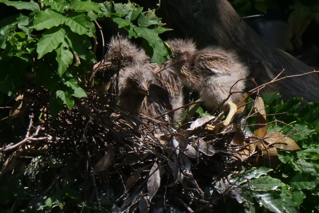サギのコロニ-の様子