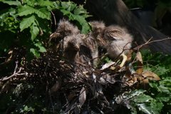 サギのコロニ-の様子