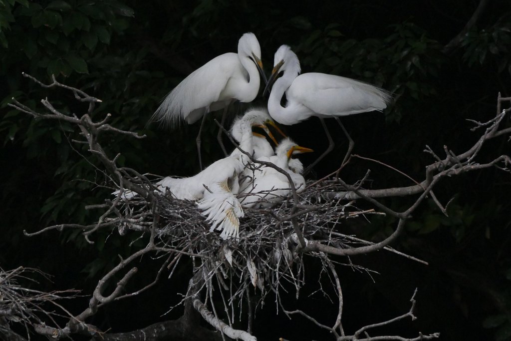 サギのコロニ-の様子