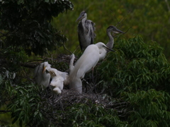 サギのコロニ-の様子