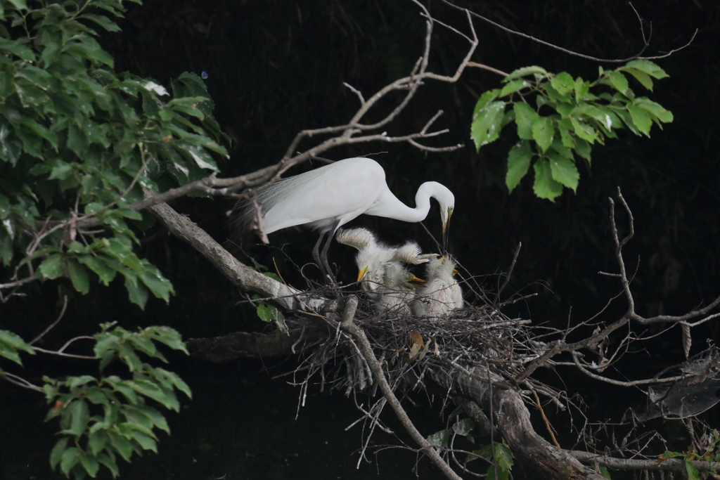 サギのコロニ-の様子