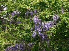 サギのコロニ-の様子