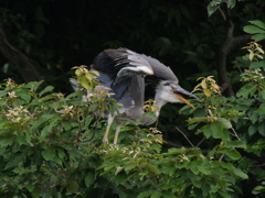 サギのコロニ-の様子