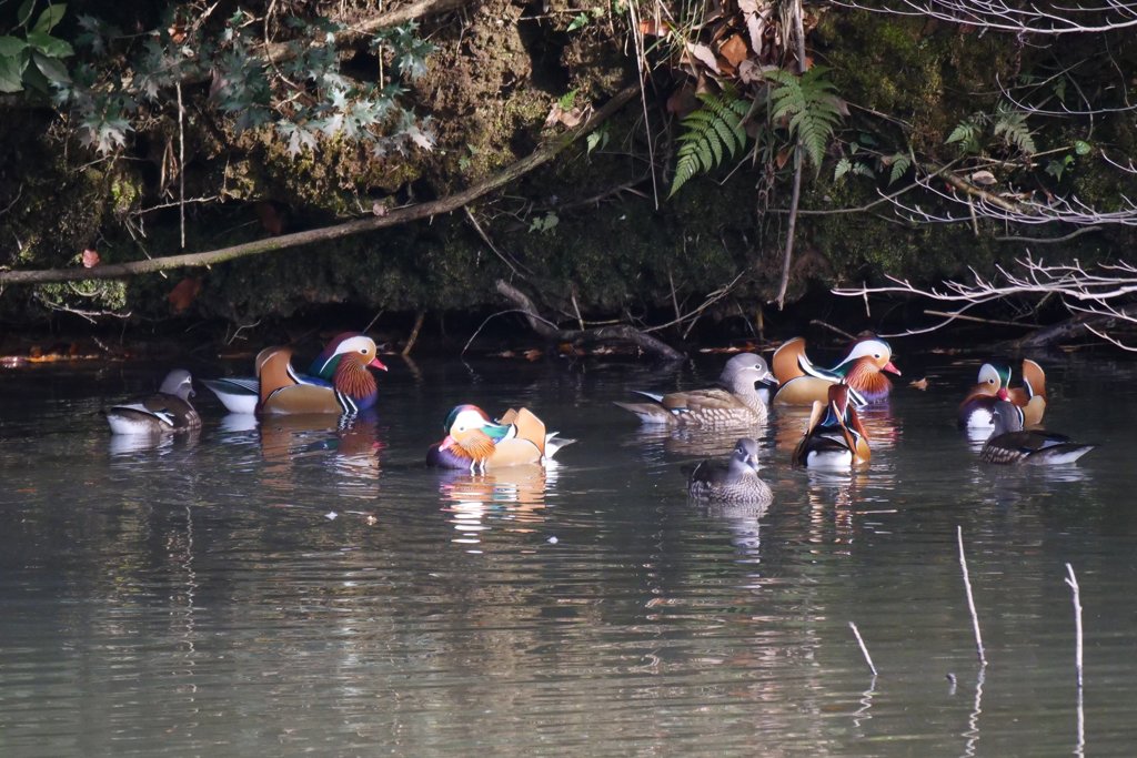 サギのコロニ-の様子