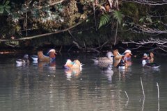 サギのコロニ-の様子