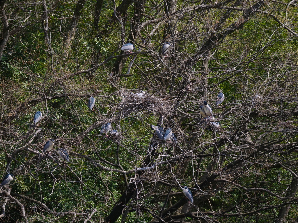 サギのコロニ-の様子