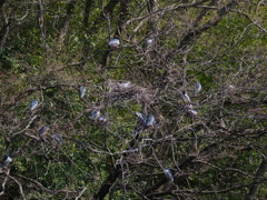 サギのコロニ-の様子