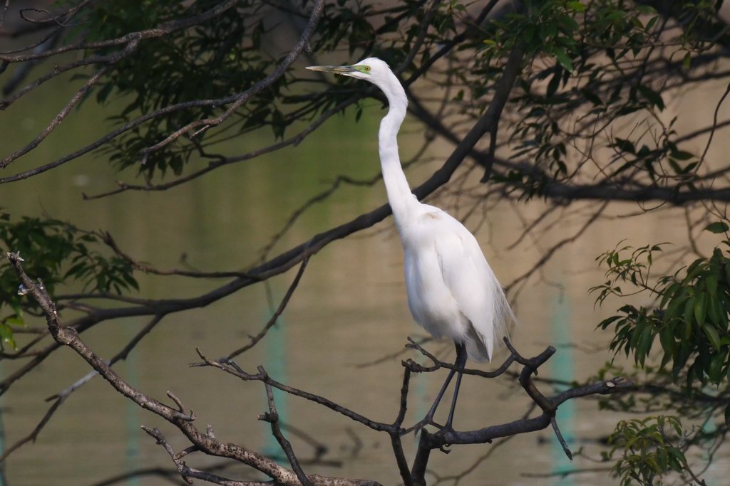 サギのコロニ-の様子