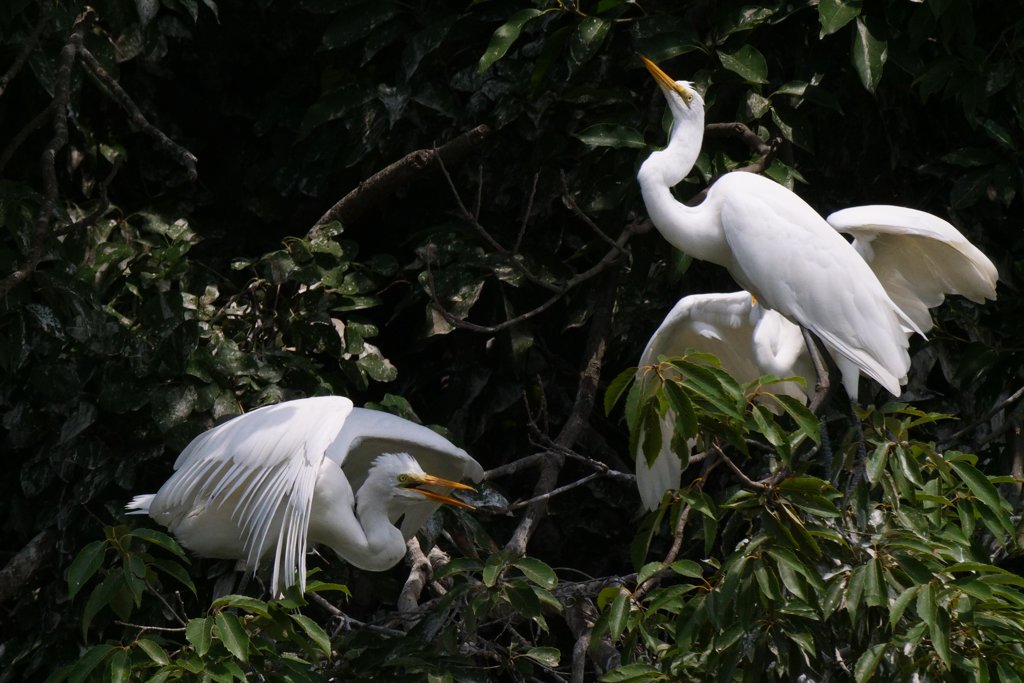 サギのコロニ-の様子