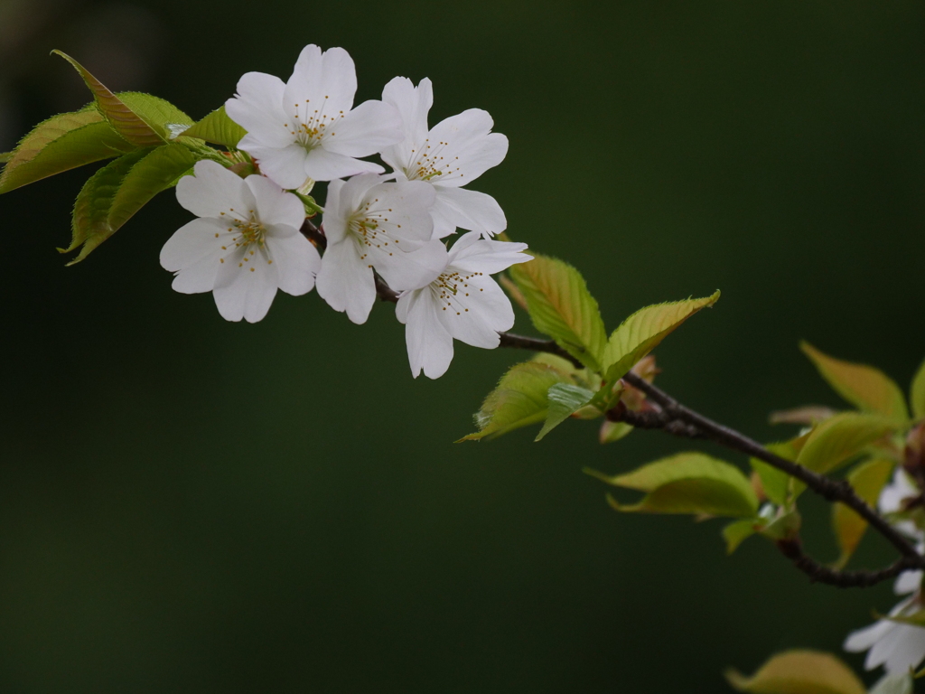 染井吉野で無い桜の花