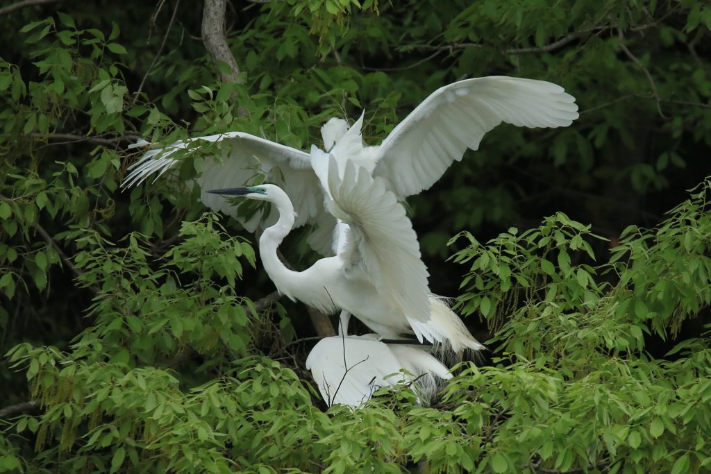 サギのコロニ-の様子（恋の季節）