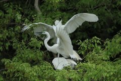 サギのコロニ-の様子（恋の季節）