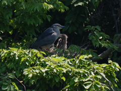 サギのコロニ-の様子