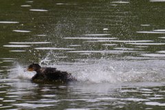 サギのコロニ-の様子