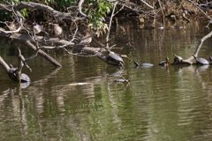 サギのコロニ-の様子