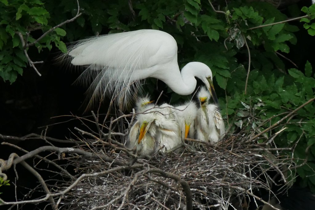 サギのコロニ-の様子