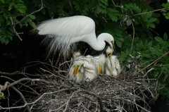 サギのコロニ-の様子