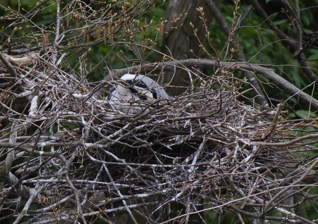 サギのコロニ-の様子