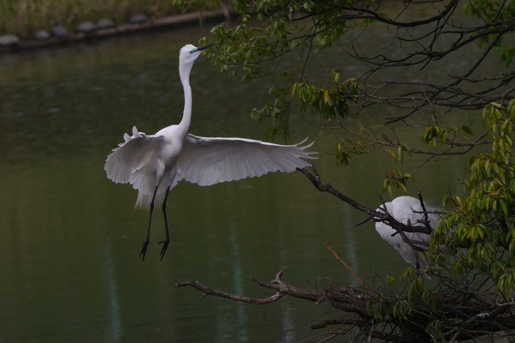 サギのコロニ-の様子