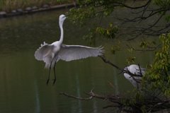 サギのコロニ-の様子