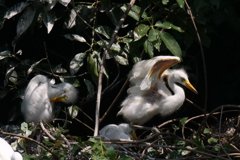 サギのコロニ-の様子