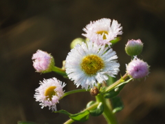 ミラーレンズの試写