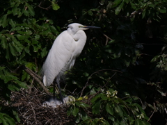 サギのコロニ-の様子