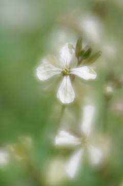 LENSBABY Velvet