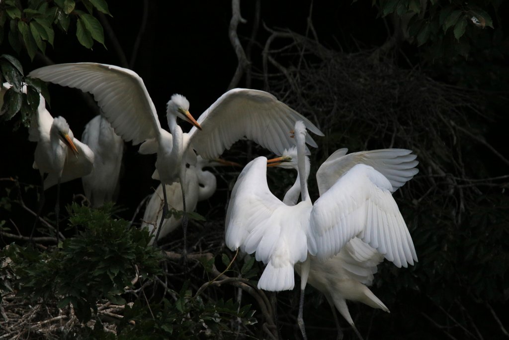 サギのコロニ-の様子