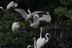 サギのコロニ-の様子