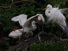 サギのコロニ-の様子