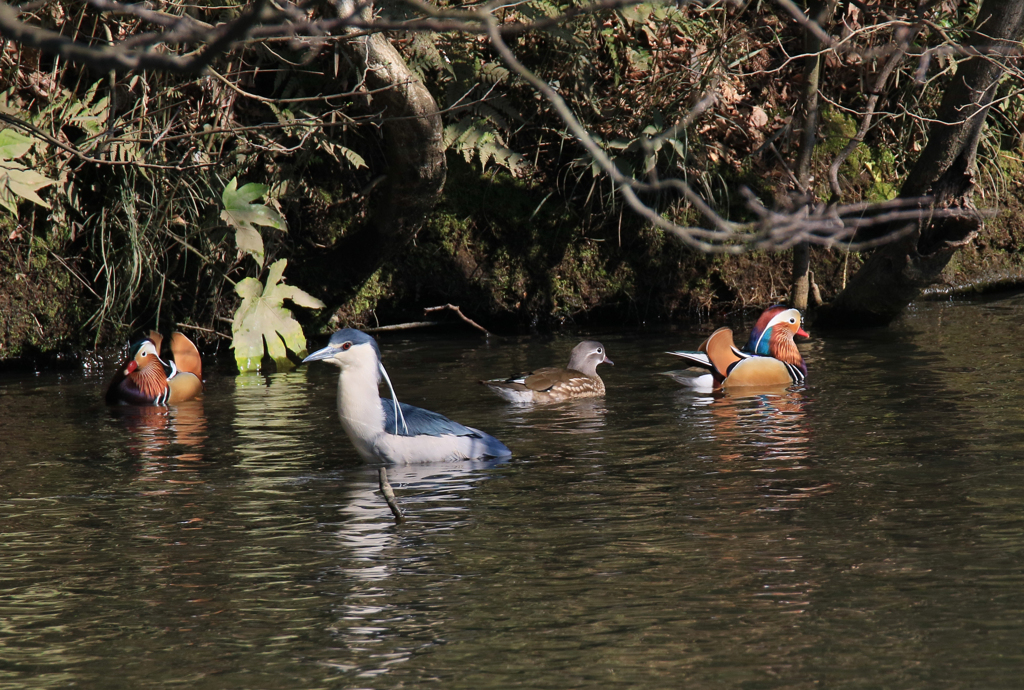 サギのコロニーの様子