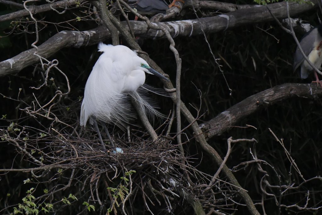 サギのコロニ-の様子