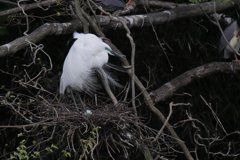 サギのコロニ-の様子