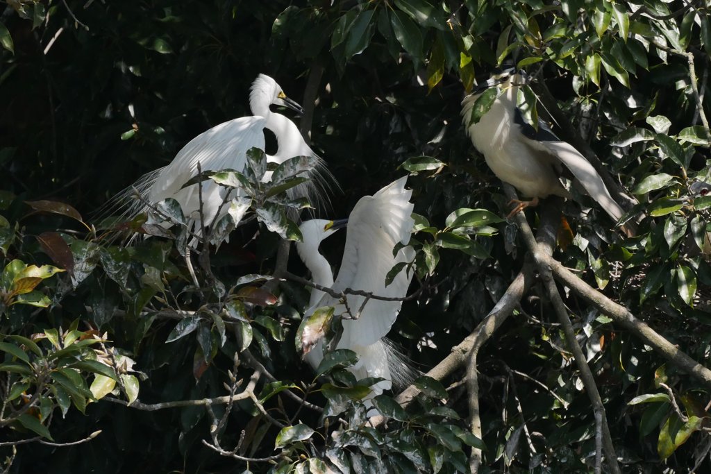 サギのコロニ-の様子