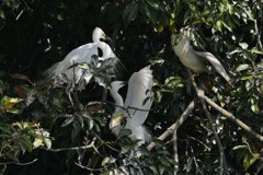 サギのコロニ-の様子