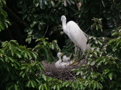 サギのコロニ-の様子