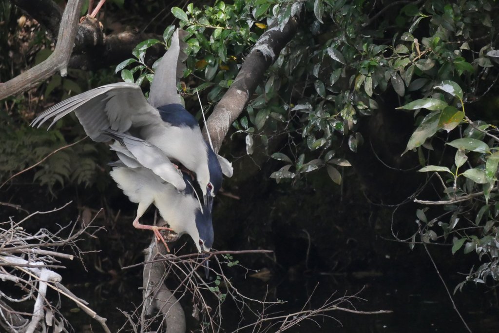 サギのコロニ-の様子