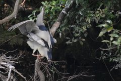 サギのコロニ-の様子