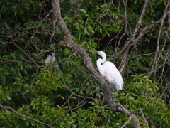 サギのコロニ-の様子