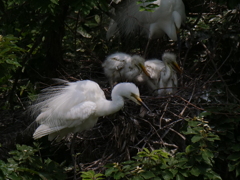 サギのコロニ-の様子