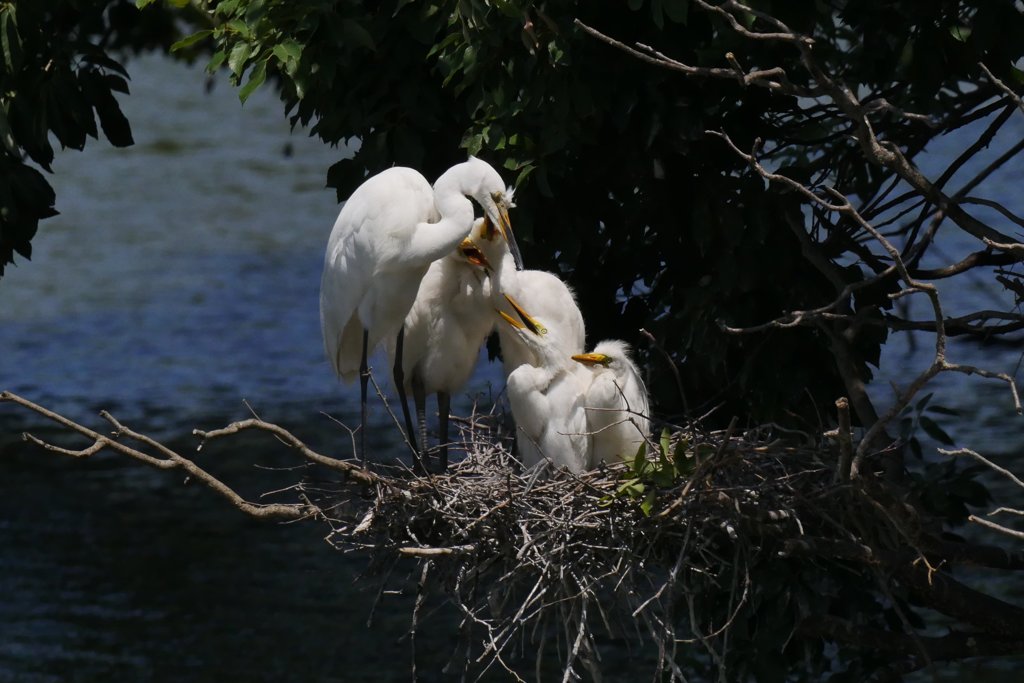 サギのコロニ-の様子