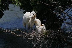 サギのコロニ-の様子