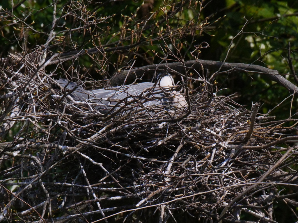 サギのコロニ-の様子