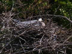 サギのコロニ-の様子