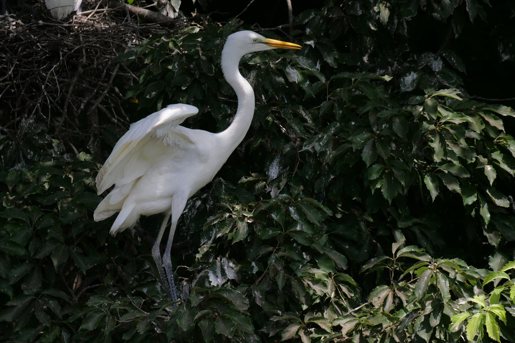 サギのコロニ-の様子